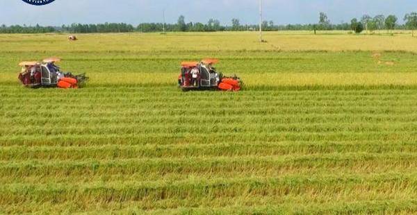 Chuyển Đổi Mục Đích Sử Dụng Đất: Trồng Cà Phê Từ Đất Lúa Có Bị Xử Phạt?